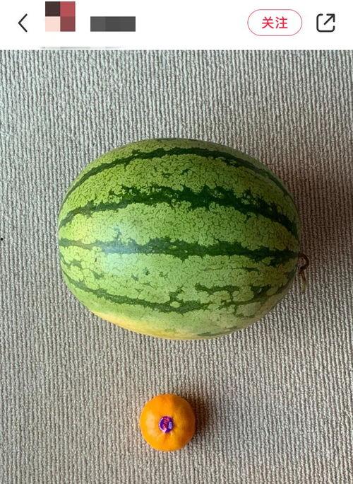 老外学校吃瓜,一场别开生面的校园盛宴