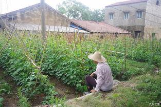 吃瓜不忘浇水人,人生哲理的日常启示