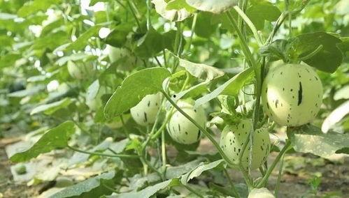 自驾瓜州吃瓜具体位置,探寻丝绸之路上的甜蜜秘境