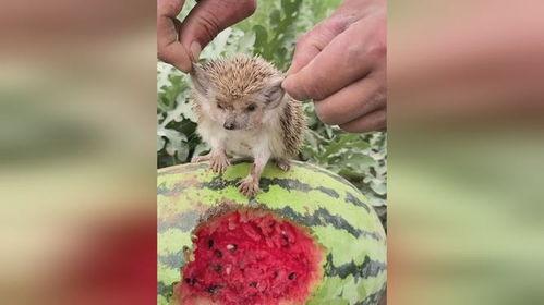 刺猬吃瓜么,一场奇妙的味蕾邂逅