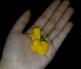 吃黄料瓜视频,视频中的美味诱惑与营养秘密