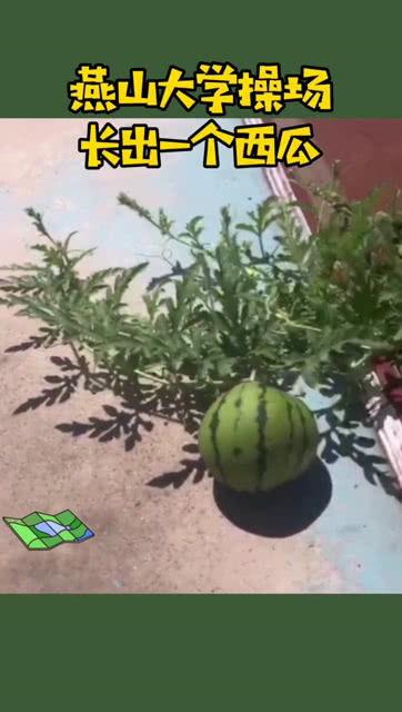 大学操场吃瓜,校园生活里的闲聊时光