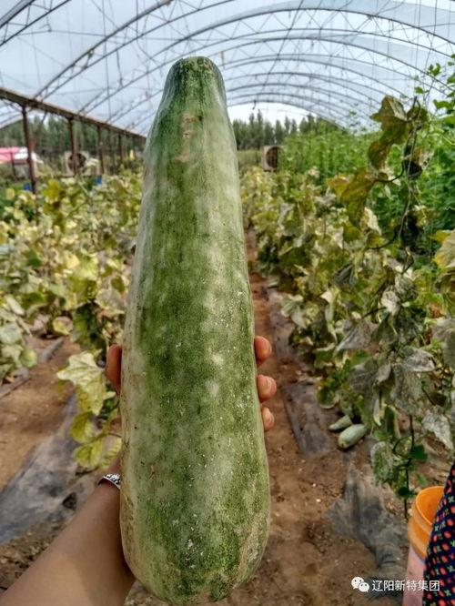 带你吃瓜花园,带你走进瓜果飘香的带你吃瓜花园