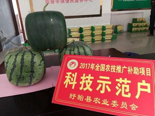 佛树瓜怎么吃呀,探索美味与健康的完美结合