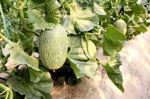 茶花吃瓜,品味生活中的清新与甜蜜