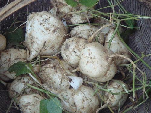 土瓜几月可以吃