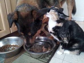 查理的小狗吃瓜,一场意外的欢乐盛宴